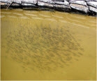 brood fish in school in refug